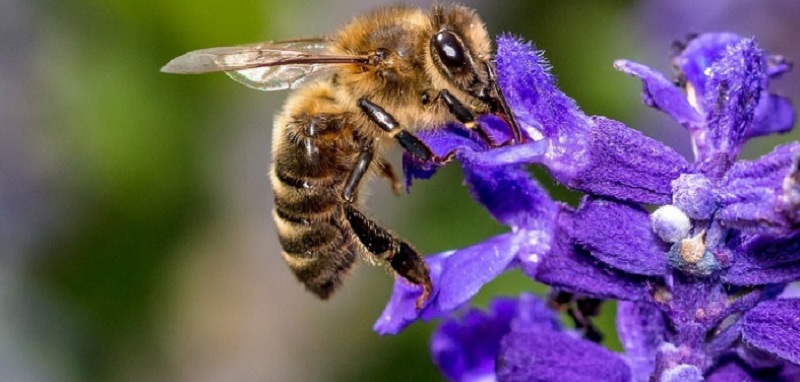 Giải mã giấc mơ: Thấy ong và tổ ong thì nên đánh số lô đề nào?